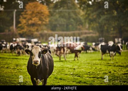 Cattle in a filed near CREWE Stock Photo