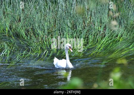 Mute swan swimming among the reeds  on the River Stour, Bournemouth Stock Photo