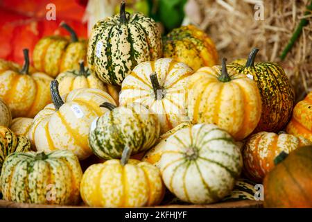 PUMPKINS AT Wheelock Hall Farm Shop near Crewe Cheshire Stock Photo