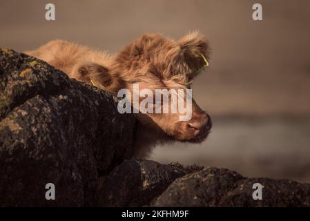 Young calf. Highland cattle having a scratch against a rock on the beach. Stock Photo