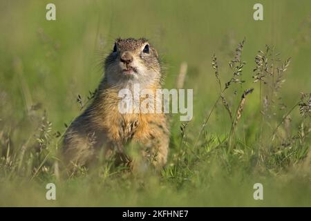 European ground squirrel Stock Photo