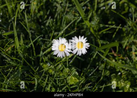 Green lawn with daisies in top view Stock Photo