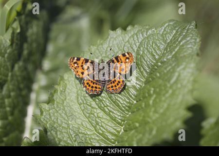 sitting Map Butterfly Stock Photo