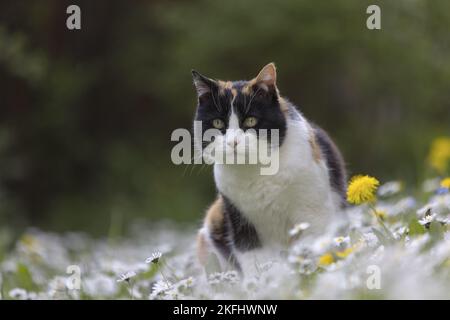cat in summer Stock Photo