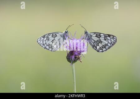 marbled white Stock Photo