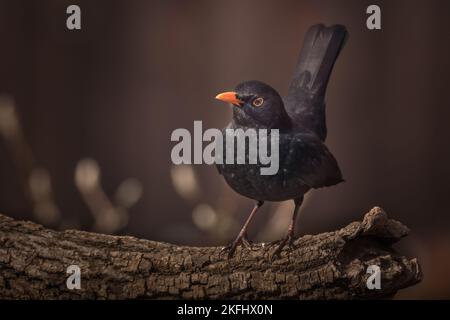 Blackbird perched on a branch. Brown background with room for words. Latin name Turdus merula Stock Photo