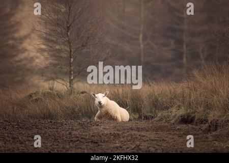 Sheep sitting on the ground with beautiful trees in the background. Looking at the camera chewing grass. Stock Photo