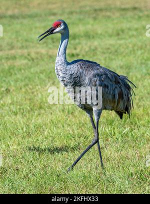Sandhill Crane against a green background on the lawn Stock Photo - Alamy