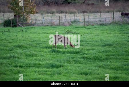 a wild Roe Deer (Capreolus capreolus) feeds on lush grass in an autumn meadow, Wilts UK Stock Photo