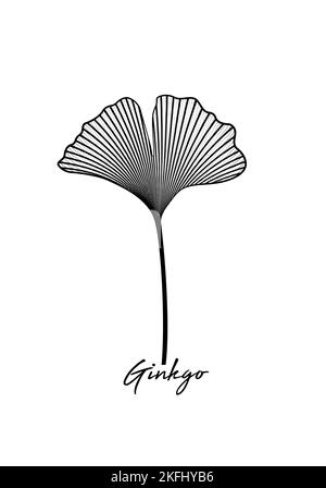 Ginkgo biloba leaf isolated on white background. Hand drawn leaves. Logo design vector black and white botanical illustration Stock Vector