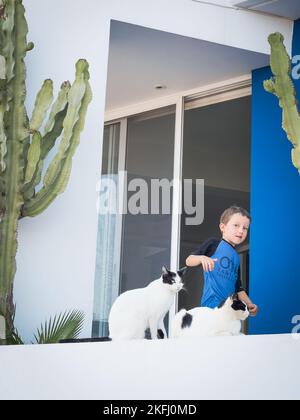 Cute caucasian boy playing with cats sitting on retaining wall while standing against window in balcony Stock Photo