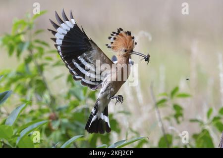 flying Eurasian Hoopoe Stock Photo