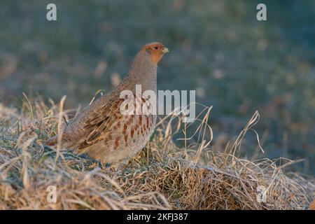 partridge Stock Photo