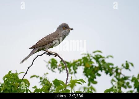 barred warbler Stock Photo
