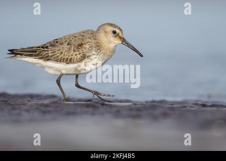 Dunlin on the mudflats Stock Photo
