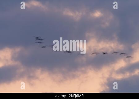 Abstract landscape, birds in motion on evening sky blurred landscape Stock Photo