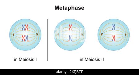 Scientific Designing of Differences Between Meiosis and Mitosis ...