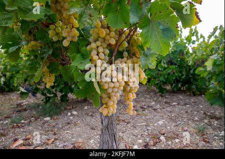 Wine production on Cyprus, ripe white wine grapes ready for harvest Stock Photo