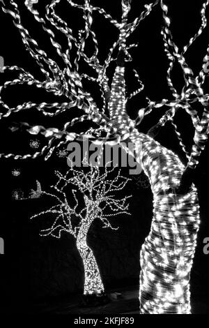 Tree trunks wrapped in white lights - Winter Lights event at the North Carolina Arboretum, Asheville, North Carolina, USA Stock Photo