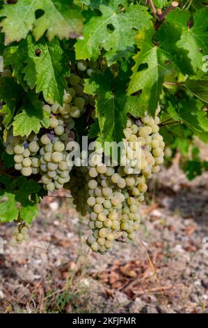 Wine production on Cyprus, ripe white wine grapes ready for harvest Stock Photo