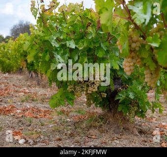 Wine production on Cyprus, ripe white wine grapes ready for harvest Stock Photo