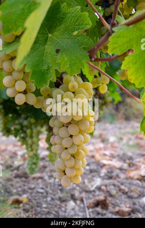 Wine production on Cyprus, ripe white wine grapes ready for harvest Stock Photo