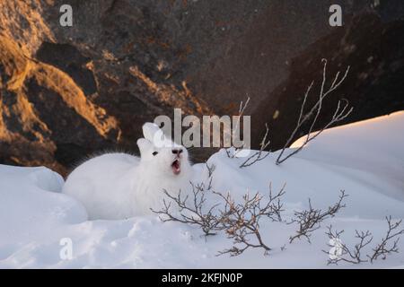 Arctic hare in snow Stock Photo