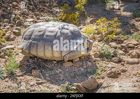 wild desert tortoise or Gopherus agassizii in Joshua Tree National Park Stock Photo