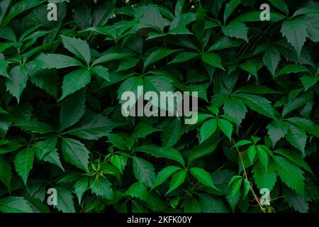 Beautiful background of maiden grape leaves. The edge of the vine of the five-leaved maiden grape (Parthenocissus quinquefolia). Landscaping in the ci Stock Photo