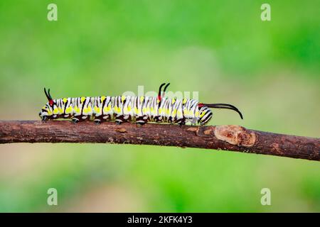 Image of caterpillars of plain tiger on the branches on a natural background. Insect. Animal. Stock Photo