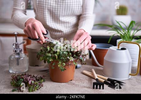 house gardening - Woman taking care of Callisia repens plant in a pot at home Stock Photo