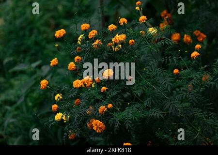 Bunch of marigold flowers in dark green background  Stock Photo