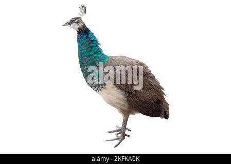 Tiny peacock isolated on white background. Small peacock isolated. Stock Photo