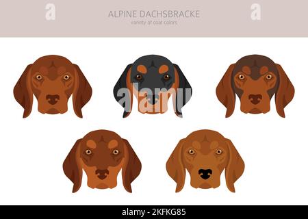 Alpine Dachsbracke clipart. Different poses, coat colors set.  Vector illustration Stock Vector