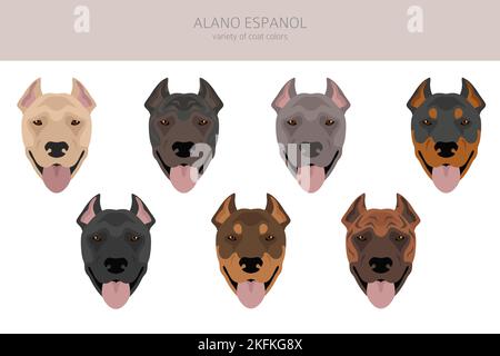 Alano Espanol clipart. Different poses, coat colors set.  Vector illustration Stock Vector