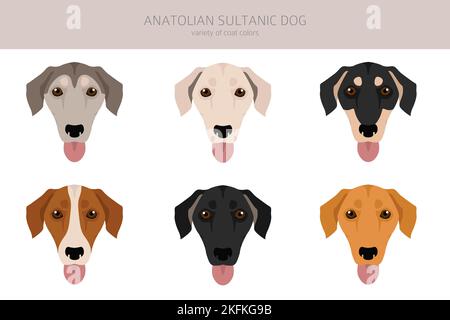 Anatolian Sultanic dog. Turkish greyhound clipart. Different poses, coat colors set.  Vector illustration Stock Vector