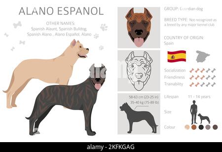 Bekijk het internet Verdienen Belachelijk Alano espanol dog hi-res stock photography and images - Alamy