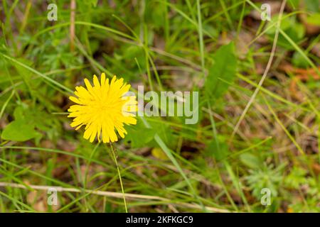 Yellow dandelions on a sunny spring day. season. background Stock Photo