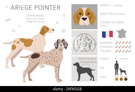 Ariege pointer clipart. Different poses, coat colors set. vector illustration Stock Vector