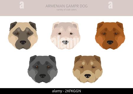 Armenian Gampe dog clipart. Different poses, coat colors set. vector illustration Stock Vector