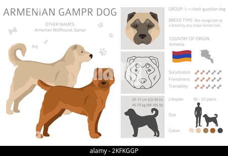 Armenian Gampe dog clipart. Different poses, coat colors set. vector illustration Stock Vector