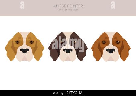 Ariege pointer clipart. Different poses, coat colors set. vector illustration Stock Vector