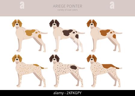 Ariege pointer clipart. Different poses, coat colors set. vector illustration Stock Vector