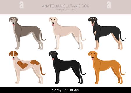 Anatolian Sultanic dog. Turkish greyhound clipart. Different poses, coat colors set.  Vector illustration Stock Vector