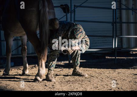 U.S. Marine Corps Lance Cpl. Cale Woodman, a combat engineer with 8th Engineer Support Battalion, 2nd Marine Logistics Group, cleans a mule's hoof during Mountain Exercise (MTX) 1-23 at Marine Corps Mountain Warfare Training Center, Bridgeport, California, Sept. 23, 2022. The purpose of the animal packer’s course is to teach personnel the necessary skills to enable them to load and maintain pack animals for military applications in remote and dangerous environments.  Horses and pack animals were used during the initial phase of operations in Afghanistan, post-9/11. Stock Photo