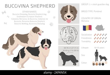 Bucovina shepherd clipart. Different coat colors and poses set.  Vector illustration Stock Vector