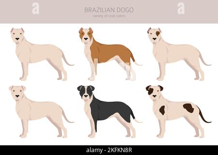 Boxer Dog Clipart. Different Poses, Coat Colors Set. Vector 