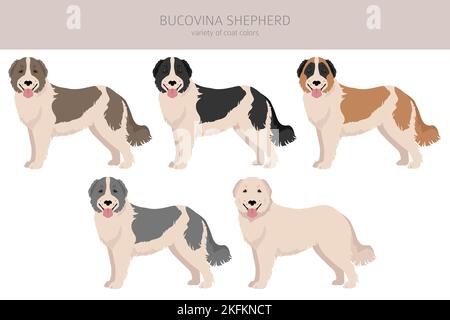 Bucovina shepherd clipart. Different coat colors and poses set.  Vector illustration Stock Vector