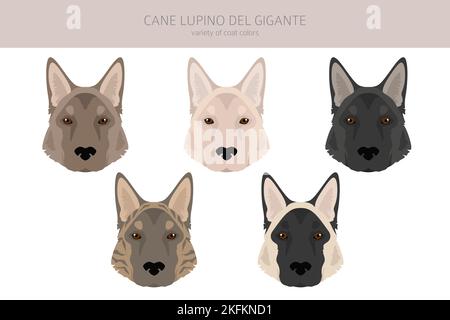 Cane Lupino del Gigante clipart. Different poses, coat colors set.  Vector illustration Stock Vector