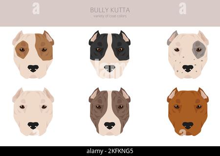 Bully Kutta clipart. Different coat colors and poses set. Vector ...